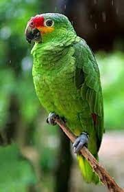 Red Lored Amazon Parrot Amazon Parrot Pet Birds