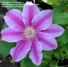 Image result for Clematis dolichopoda