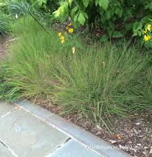 Image result for Eragrostis volkensii