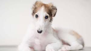 The borzoi is a running hound, effective at searching big, ferocious game in a really cold climate. Borzoi Price Temperament Life Span