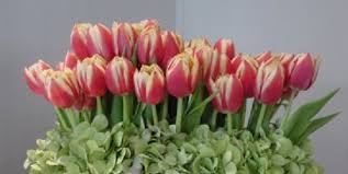 Over the centuries, flowers have taken on unspoken meaning, with tulips typically being associated with fame and perfect love. About Tulips Bloomnation Blog