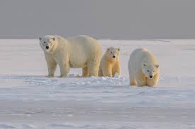 International Polar Bear Day Celebration Ideas and Finding Out Why We