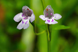 Image result for Volusia resupinata