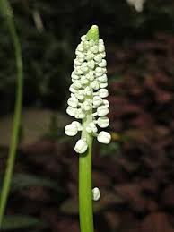 Image result for Drimiopsis