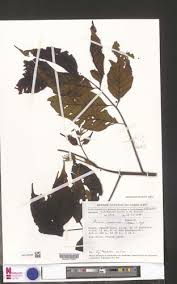 Image result for Lannea welwitschii