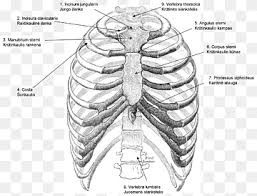 Humans are sexual, meaning that both a male and a female are needed to reproduce. Gray S Anatomy Rib Cage Thoracic Cavity Thoracic Vertebrae Others Angle Sport Monochrome Png Pngwing