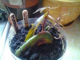 Pin On Gardening