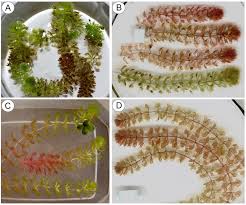 Image result for Aldrovanda vesiculosa