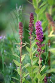 Image result for Spiraea billardii