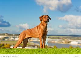 Die rhodesian ridgeback hunderasse ist die einzige aus afrika stammende. Rhodesian Ridgeback Steckbrief Fci Klasse Wesen Haustiermagazin