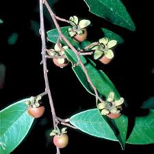 Image result for Dipterocarpaceae