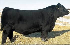 Nebraskan Pays Record 1 51 Million For Freak Of A Bull Nebraska News Journalstar Com
