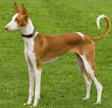 Get To Know The Ibizan Hound Ibizan Hound Hound Dog Breeds Dog Breeds