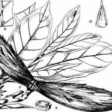 Image result for Funtumia africana