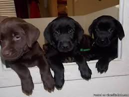 Browse thru our id verified puppy for sale listings to find your perfect puppy in your area. Labrador Puppies For Sale In Peoria Arizona Best Pets Online
