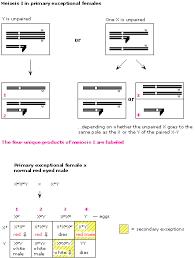 An abnormal gene on the x chromosome from each parent would be required, since a female has two x chromosomes. Answer Key To Practice Problems Genetics 371b Autumn 1999
