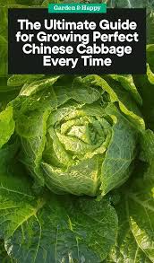 The Ultimate Guide For Growing Chinese Cabbage Chinese Cabbage Cabbage Cabbage Plant