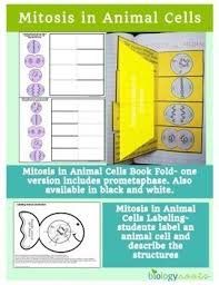 Continuous mitosis results in the increase in the number of cells enabling the organism to grow from a single cell to a complex living organism. Cell Division Interactive Notebook Supports Distance Learning Tpt