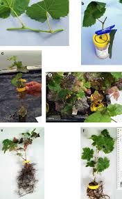 Image result for graft grape vines