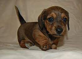 Miniature Dachshund Daschund Puppies Dachshund Dog Dachshund Puppies