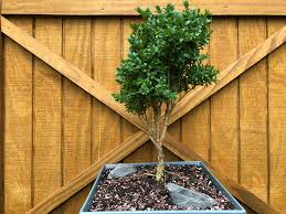 Check spelling or type a new query. My Dwarf English Boxwood Bonsai