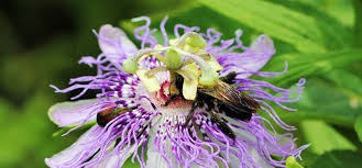 Intricate flowers of the purple passion vine or maypop (passiflora incarnata) deserve a close inspection to see their uniqueness and beauty. Botany Nerd North Carolina Passiflora Species