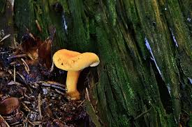 Thin trees with rot are likely to fall apart. Forest Nature Small Mushroom Yellow Tree Stump Close Up Mushroom Fungus Vegetable Plant Pxfuel