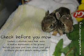 Baby Rabbit The Wildlife Center Of Virginia