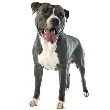 Medium Dog Breeds Medium Sized Dogs Breed Info