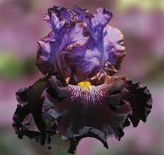 One Of A Kind Paul Black R 2010 Seedling O177a Tb 35 89 Cm Late Midseason Bloom Standards Chalky Lilac R Iris Flowers Iris Garden Bearded Iris