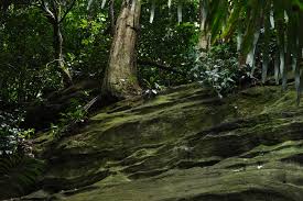 Image result for Agrostis kilimandscharica