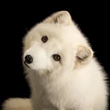 Arctic Fox National Geographic