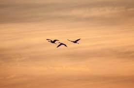 Birds Flying In The Sky Sunset Silhouette Of Three Birds Flying During Sunset Amazing Nature Photos Birds Flying Stock Images Free