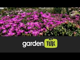 Image result for Duosperma