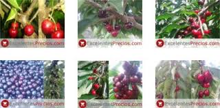 Polish your personal project or design with these fruit tree transparent png images, make it even more personalized and more attractive. Cherry Fruit Plant Tree Properties Price Characteristic
