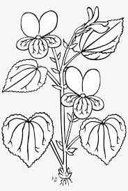 Kumpulan gambar tentang gambar tumbuhan hitam putih, klik untuk melihat koleksi gambar lain di kibrispdr.org. Sampaguita Drawing At Getdrawings Bagian Bagian Tumbuhan Hitam Putih Free Transparent Png Download Pngkey
