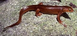 Image result for california newts