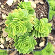 Image result for Crassula alsinoides