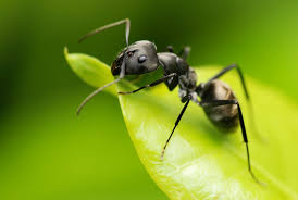 Pest control service in hammonton, new jersey. What Kinds Of Ants Do You Find In South Jersey Termiguard