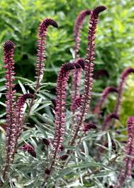 Image result for Lysimachia brevipes