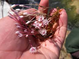 Image result for Podostemaceae