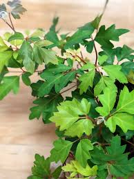 Image result for Cissus rubiginosa