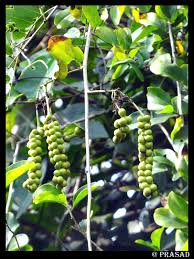 Image result for Maerua buxifolia