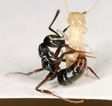 Don't let the pests rob your peace of mind! Phoenix Pest Control Invasive Ant Wars Termite Control Phoenix