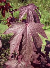 More than 263 edible hibiscus at pleasant prices up to 141 usd fast and free worldwide shipping! Vegetable And Fruit Gardening In Sw Florida Edible Hibiscus It S Not What You Think