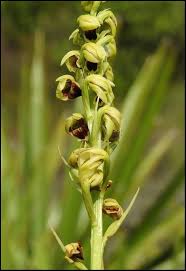 Image result for Orthochilus