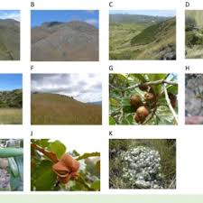 Image result for Scleria lateritica