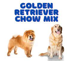 He got better and within a few days escaped his foster family's fence. About The Golden Retriever Chow Mix Dogable