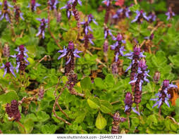 Image result for Coleus neochilus