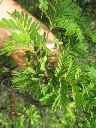 Image result for Pteleopsis anisoptera